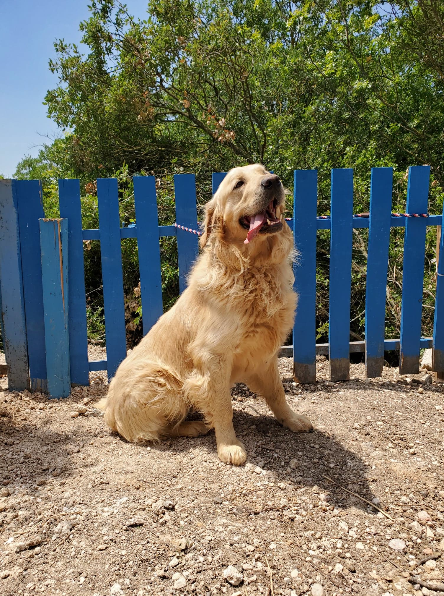 Augusta/Gus (fka Dane) 